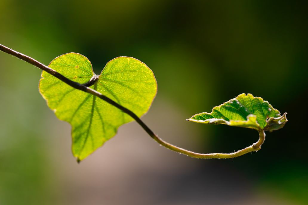 Een close-up van een tak met twee groene blaadjes, waarvan één in de vorm van een hartje
